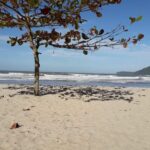 Balneabilidade em Ubatuba
