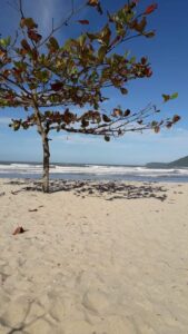 Balneabilidade em Ubatuba